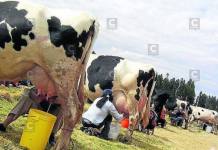 AREQUIPA: PROHIBICIÃ“N DE USO DE LECHE EN POLVO QUEDA FUERA DE LEY