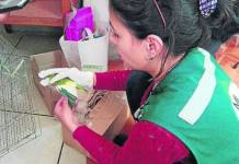 AREQUIPA: PINTABAN CABEZAS DE AVES EXÃ“TICAS PARA SER VENDIDAS A MAYOR PRECIO