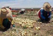 AREQUIPA: COSECHAN 80 TONELADAS DE CEBOLLA AMARILLA PARA EXPORTAR A ESTADOS UNIDOS