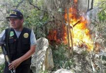 APURIMAC: POLICÃA INCINERA MÃS DE SIETE MIL PLANTONES EN CHACRA DE MARIHUANA