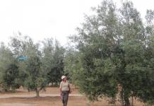TACNA: PRODUCTORES DE ACEITUNA TENDRÃN PÃ‰RDIDAS DE S/ 100 MILLONES POR CULPA DE GOBIERNO REGIONAL