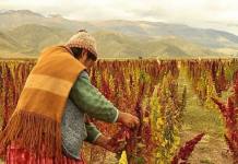 PUNO: PERÃš CIERRA 2017 COMO PRIMER PRODUCTOR DE QUINUA EN EL MUNDO