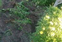 MOQUEGUA: PERSONAS DESCONOCIDAS DAÃ‘ARON PLANTAS ORNAMENTALES EN DIVERSOS PARQUES DE LA CIUDAD