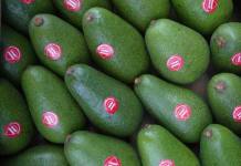 MOQUEGUA: APLICARÃN INNOVADOR SISTEMA DE CONTROL DE PLAGAS PARA PRODUCCIÃ“N DE PALTA HASS