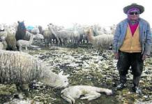 MOQUEGUA: REPORTAN MORTANDAD DE ALPACAS EN LA COMUNIDAD DE PASTO GRANDE