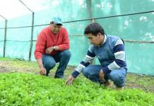 MOQUEGUA: AGRICULTORES DESARROLLAN CULTIVO DE HORTALIZAS ECOLÃ“GICAS