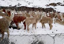 MOQUEGUA: GANADEROS DEL SUR, LOS MÃS AFECTADOS POR LAS NEVADAS