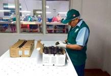 MOQUEGUA: PRODUCTORES EXPORTARÃN 15 TONELADAS DE PALTA HASS A CHILE