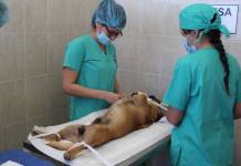 ILO: MUNICIPIO PROMUEVE ESTERILIZACIÃ“N CANINA GRATUITA