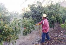TORATA: SOUTHERN PERU PROMUEVE PROGRAMA DE AGRICULTURA SUSTENTABLE