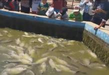 ILO: PERSONAL DE MANTENIMIENTO DEL PARQUE ECOLÃ“GICO DE PACOCHA, REALIZA MAL LABOR OCASIONANDO LA MUERTE DE VARIOS PECES