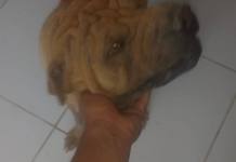 SE NECESITA AYUDA PARA TRATAMIENTO DE ESTE CACHORRO