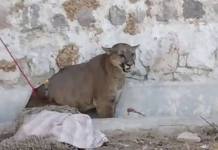 AREQUIPA: COMPRARÃN 40 EJEMPLARES DE CAMÃ‰LIDOS PARA ALIMENTAR A PUMAS