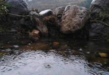 AREQUIPA: 70 HECTÃREAS DE MAÃZ CABANITA EN RIESGO DE PERDERSE POR PERSISTENTES LLUVIAS