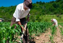 MOQUEGUA: IMPULSAN SECTOR AGRARIO Y TURÃSTICO CON PROCOMPITE