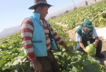 MOQUEGUA: SENASA CERTIFICÃ“ LUGARES DE PRODUCCIÃ“N DE ZAPALLO DESTINADO A MERCADO CHILENO