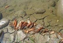 AREQUIPA: ENVENENAN RÃO CON INSECTICIDA Y MATAN MILES DE CAMARONES