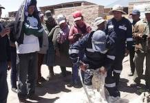 AREQUIPA: CAÃDA DEL PRECIO DE LA FIBRA DE LA ALPACA AFECTA A CRIADORES