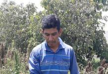 TACNA: PLAGA DE MOSCAS AFECTA LOS CULTIVOS TRAS PASO DE LLUVIAS EN CALANA