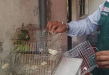 AREQUIPA: INTERVIENEN A HOMBRE POR VENDER PERIQUITOS Y SERÃ SANCIONADO POR SERFOR
