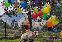 CUSCO: CARNAVALEROS CUELGAN OVEJA EN ÃRBOL DE YUNZA Y GENERAN INDIGNACIÃ“N