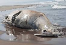 TACNA: BALLENA DE MÃS DE 10 METROS VARÃ“ EN PLAYA