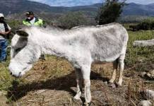 MOQUEGUA: LADRONES SON CAPTURADOS CUANDO INTENTABAN ROBAR BURROS Y CABALLOS