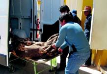 PUNO: HALLAN MUERTA SOBRE SU CAMA A AMA DE CASA