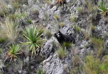 CUSCO: FAMILIA DE OSOS PASEA POR MACHU PICCHU APROVECHANDO LA AUSENCIA DE TURISTAS