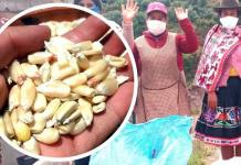 CUSCO: CAMPESINOS DONAN UNA TONELADA DE MAÃZ PARA ALIMENTAR A QUIENES NO RECIBIERON BONOS