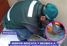 MOQUEGUA: SERFOR RESCATA Y REUBICA A QUIRQUINCHO ANDINO HALLADO DEAMBULANDO POR CALLES DE LA CIUDAD