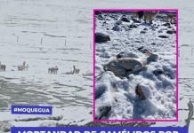MOQUEGUA: MORTANDAD DE CAMÃ‰LIDOS POR NEVADAS Y BAJAS TEMPERATURAS