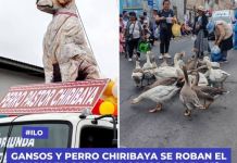 ILO: GANSOS Y PERRO CHIRIBAYA SE ROBAN EL SHOW EN COLORIDO CORSO POR EL 55Âº ANIVERSARIO