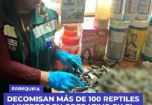 AREQUIPA: DECOMISAN MÃS DE 100 REPTILES MUERTOS EN OPERATIVO EN EL MERCADO SAN CAMILO