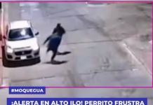 ILO: PERRITO FRUSTRA ROBO DE AUTOPARTES DURANTE LA MADRUGADA