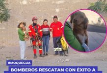 CHEN-CHEN: BOMBEROS RESCATAN CON Ã‰XITO A PERRITO ATRAPADO EN EL MIRADOR