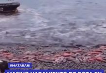 AREQUIPA: MASIVO VARAMIENTO DE POTA EN MUELLE PRIVADO DE MATARANI