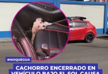 MOQUEGUA: CACHORRO ENCERRADO EN VEHÃCULO BAJO EL SOL CAUSA INDIGNACIÃ“N