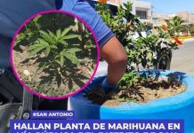 SAN ANTONIO: HALLAN PLANTA DE MARIHUANA EN VÃA PÃšBLICA DEL DISTRITO DE SAN ANTONIO.