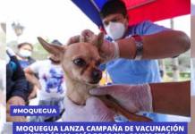 MOQUEGUA: MÁS DE 22 MIL CANES SERÁN PROTEGIDOS EN CAMPAÑA DE VACUNACIÓN ANTIRRÁBICA