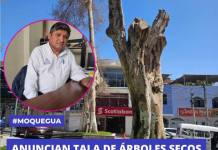 MOQUEGUA: ANUNCIAN TALA DE ÁRBOLES SECOS EN LA ALAMEDA