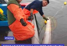 TACNA: PESCADORES HALLAN  TACNA: PESCADORES HALLAN
