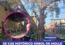 SE CAE HISTÓRICO ÁRBOL DE MOLLE EN BELÉN