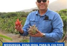 MOQUEGUA, ZONA IDEAL PARA EL CULTIVO DE PITAHAYA, SEGÚN ESPECIALISTA