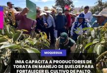 INIA CAPACITA A PRODUCTORES DE TORATA EN MANEJO DE SUELOS PARA FORTALECER EL CULTIVO DE PALTO