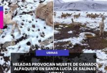 HELADAS PROVOCAN MUERTE DE GANADO ALPAQUERO EN SANTA LUCÍA DE SALINAS – UBINAS