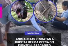 ANIMALISTAS RESCATAN A BURRITA HERIDA CERCA DEL PUENTE HUARACANITO.
