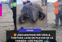 ¡ENCUENTRAN SIN VIDA A TORTUGA LAÚD EN PLAYAS DE LA YARADA LOS PALOS