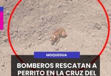 BOMBEROS RESCATAN A PERRITO EN LA CRUZ DEL SIGLO