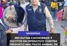#MOQUEGUA Incautan cachorros y gatitos en operativo contra presunto maltrato animal en Chacra a la Olla